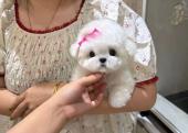 Maltese Terrier Kore Kanı Yavrularımız